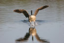 06-4020 Canada Goose (Branta canadensis) About to Land on Pond.